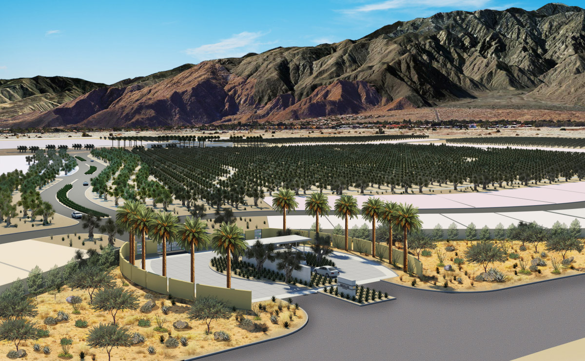 Palm Springs Planned Community Boasts An Olive Grove In The Desert