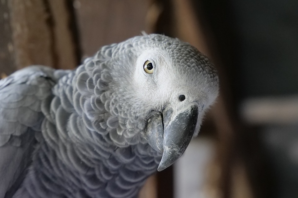 非洲灰色鹦鹉的照片