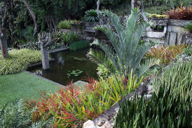 巴西庭院的照片有棕榈灌木和池塘的
