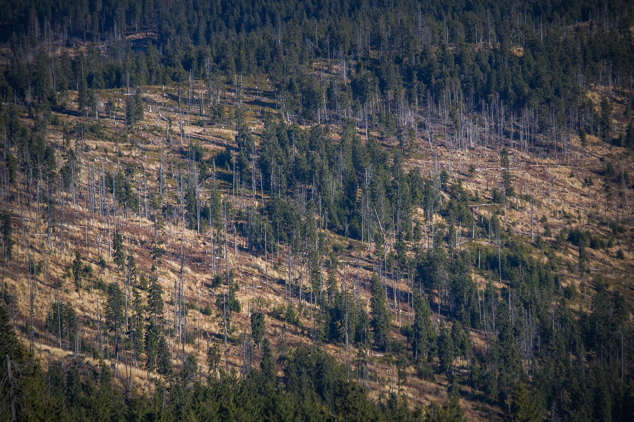 森林砍伐鸟瞰图