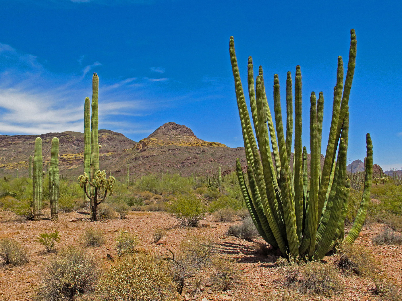 沙漠中的仙人掌，濒临灭绝的管风琴仙人掌国家纪念碑的一部分