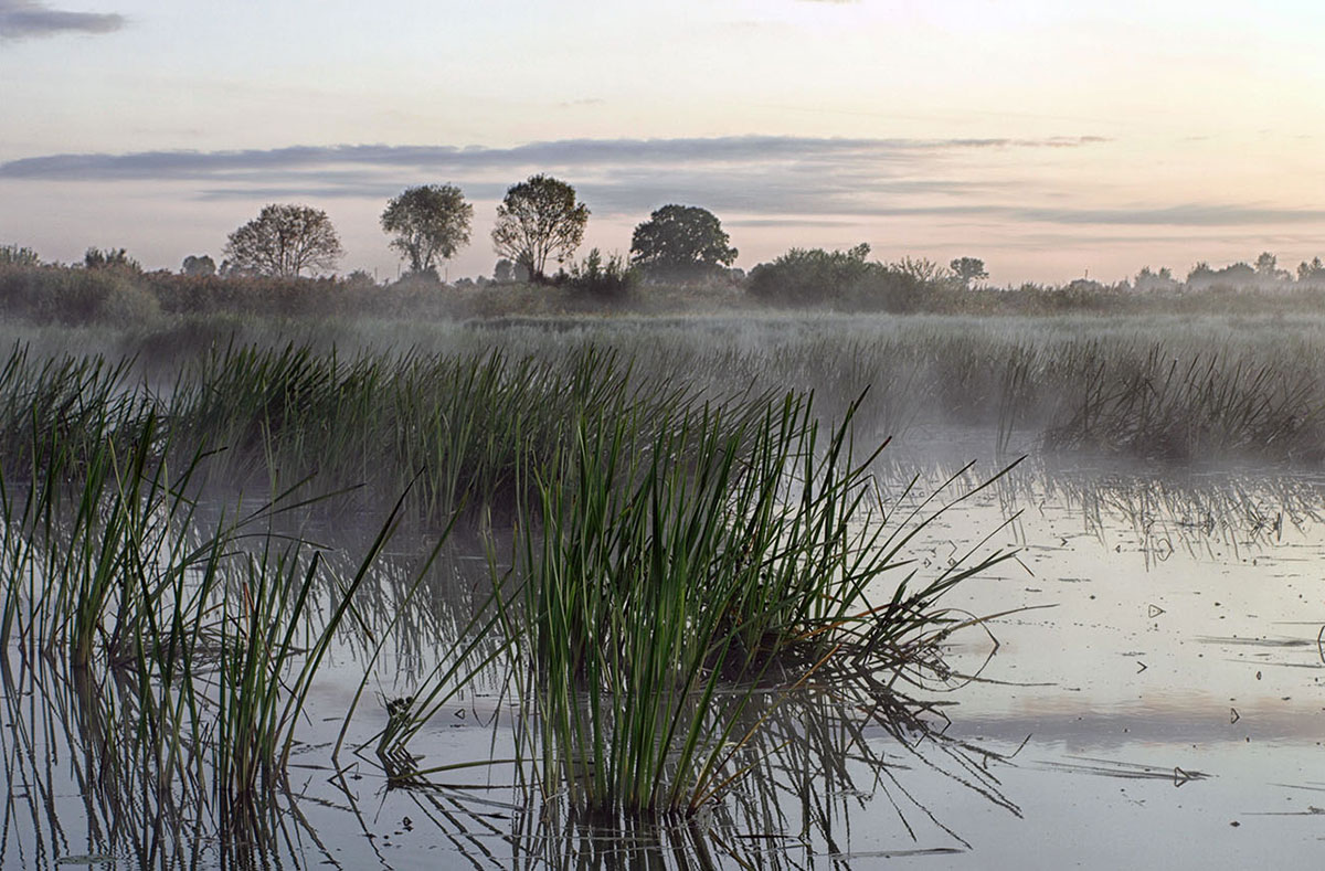雾蒙蒙的沼泽的照片
