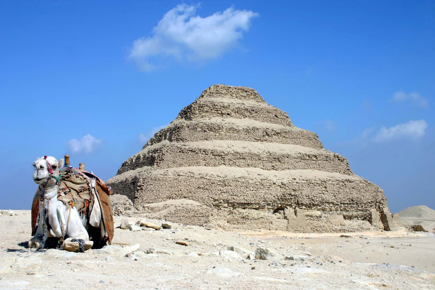 金字塔旁边的骆驼