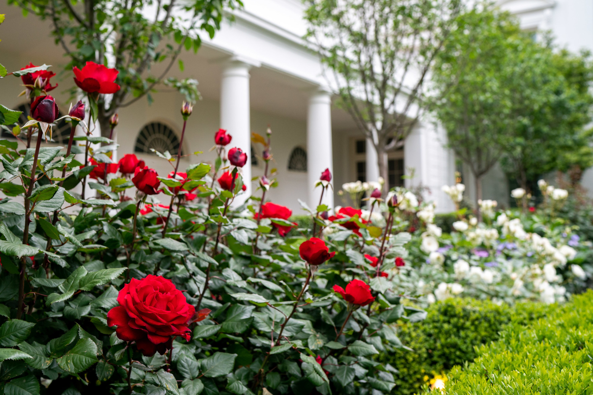 The White House S Fabled Rose Garden Will Be Revamped