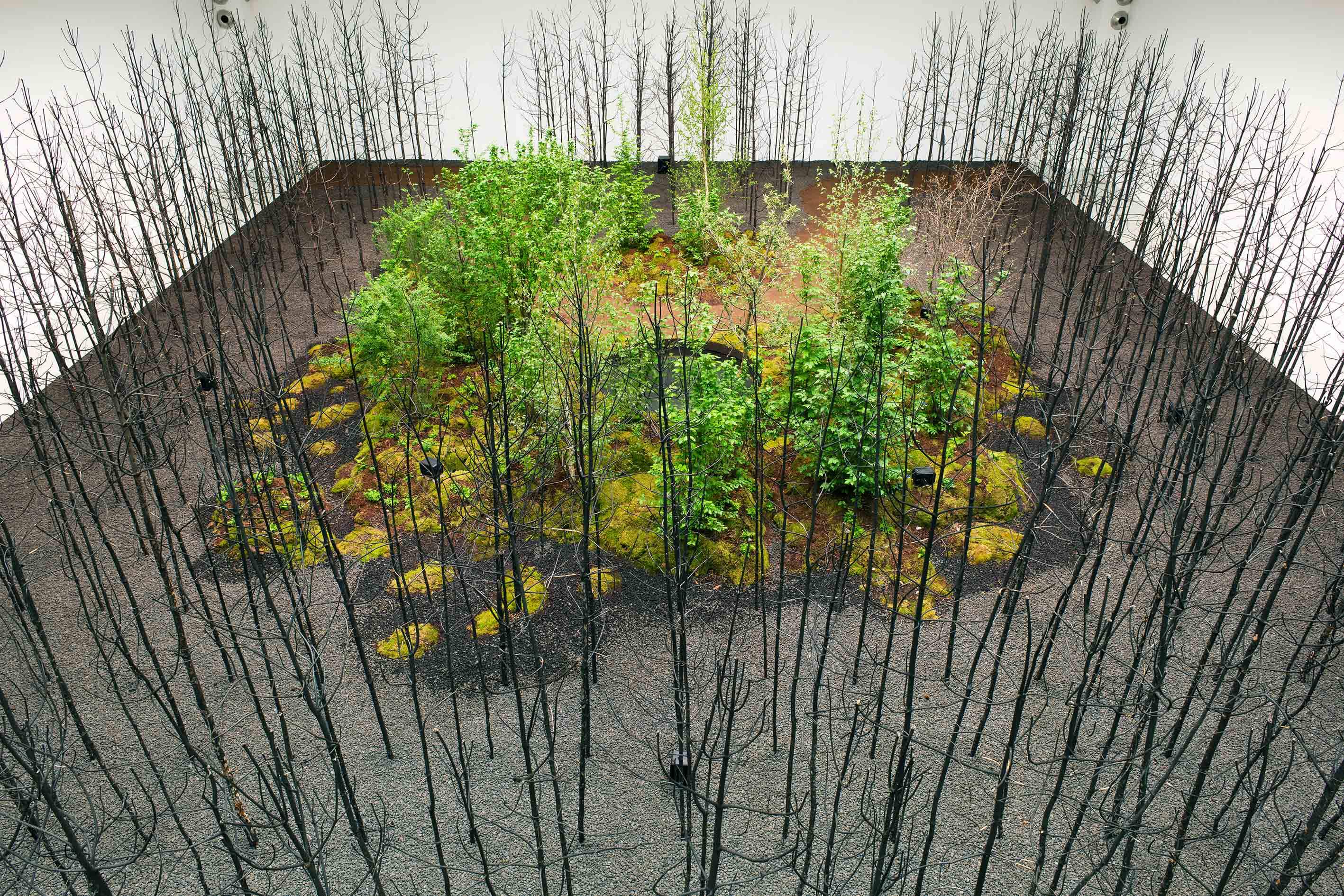 A forest established inside a white walled gallery