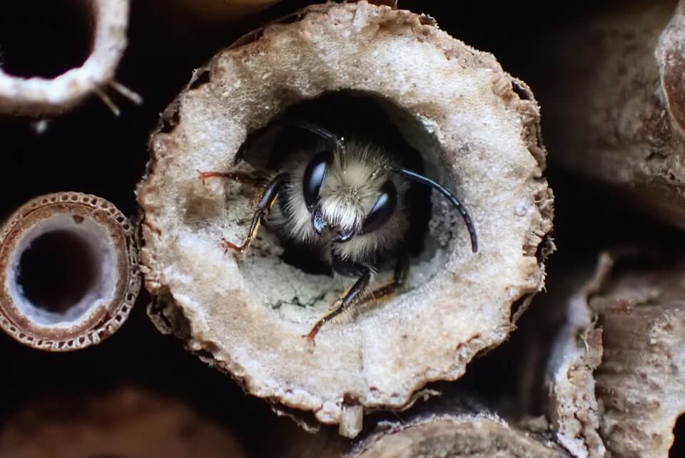 A bee inside of a hole